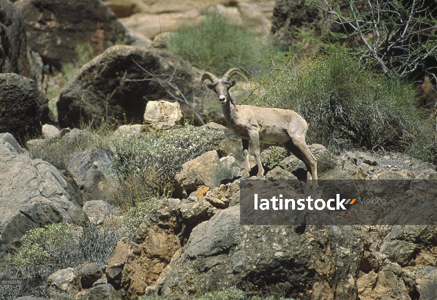 Desierto borrego cimarrón (Ovis canadensis nelsoni) camuflado contra rocas, América del norte