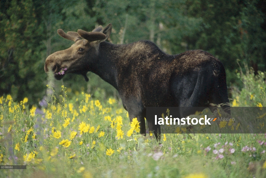 Alces (Alces alces) pastando en un campo de flores silvestres, América del norte