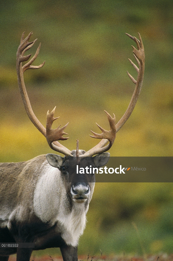 Retrato de caribú (Rangifer tarandus), Parque Nacional de Denali y Preserve, Alaska