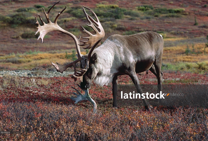 Caribú (Rangifer tarandus) masticar vieja asta de caribú, Parque Nacional de Denali y Preserve, Alas