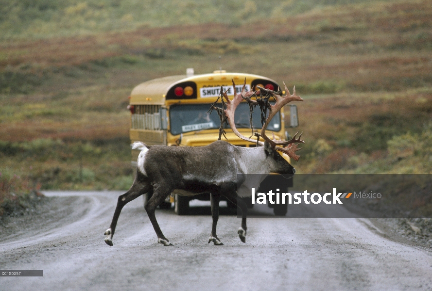 Calle travesía de caribú (Rangifer tarandus) frente a autobús escolar, Parque Nacional de Denali y P