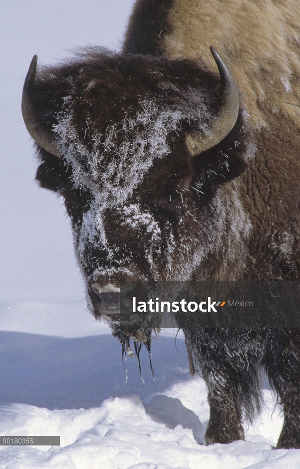 Bisonte americano (bisonte del bisonte) cubierto de escarcha en el invierno, Parque Nacional de Yell