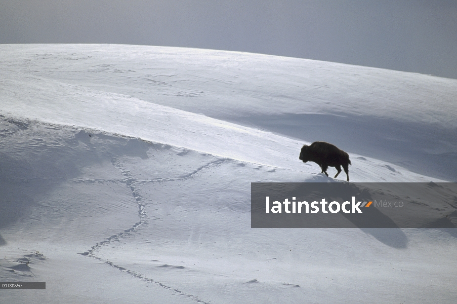 Bisonte americano (Bison bison), Hayden Valley, Parque Nacional de Yellowstone, Wyoming