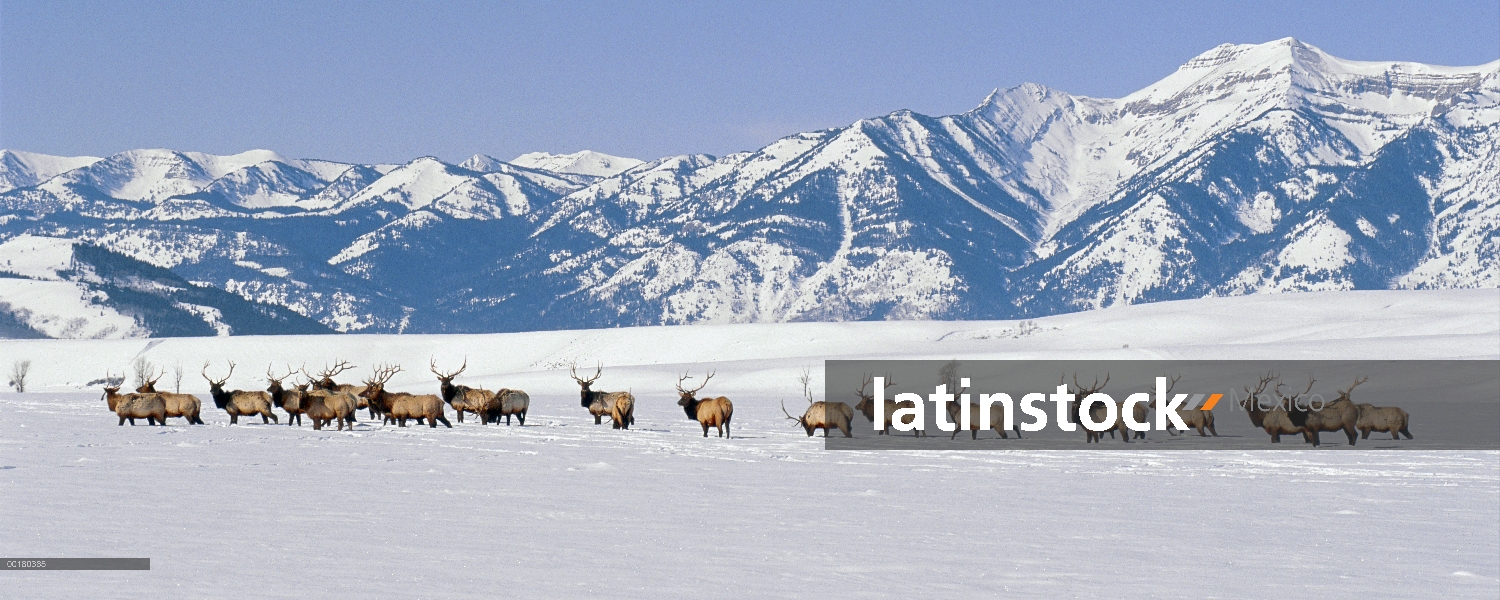 Manada de Elk (Cervus elaphus) de los hombres de nieve, Refugio Nacional de Elk, Wyoming