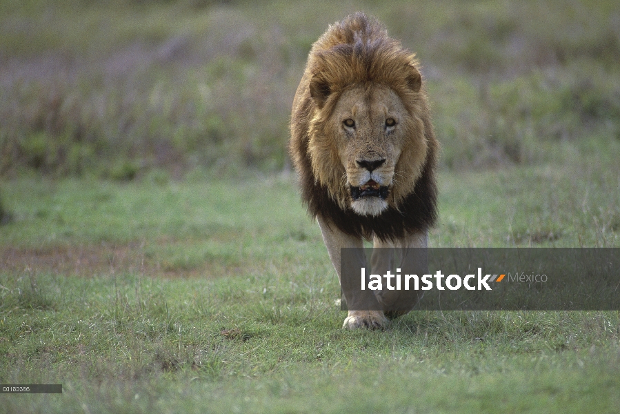 León africano (Panthera leo), cráter de Ngorongoro, Tanzania