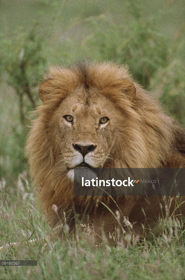 Retrato masculino de León africano (Panthera leo), Reserva Nacional de Masai Mara, Kenia