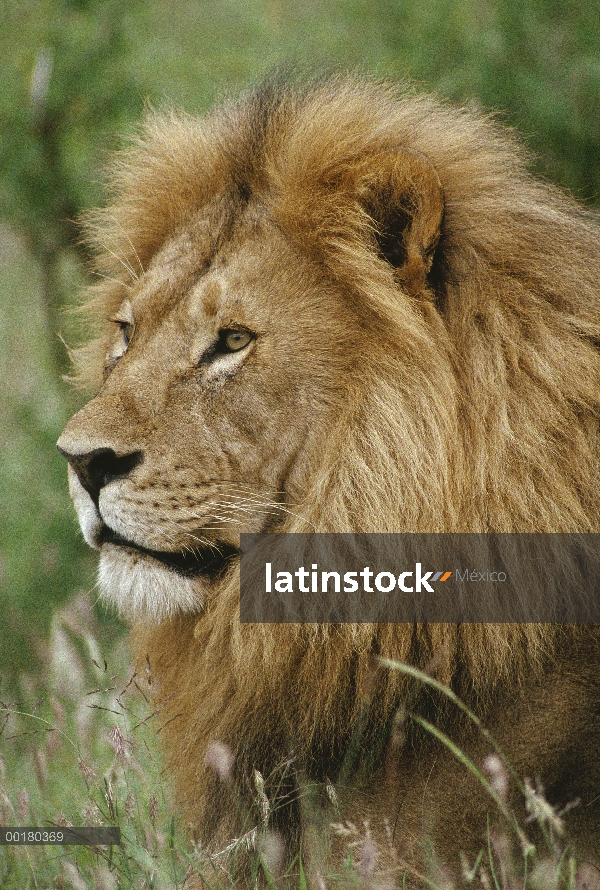 Retrato de macho León africano (Panthera leo), Masai Mara, Kenia