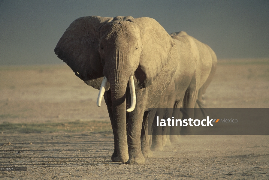 Matriarca de elefante africano (Loxodonta africana) y la familia, Parque Nacional de Amboseli, Kenia