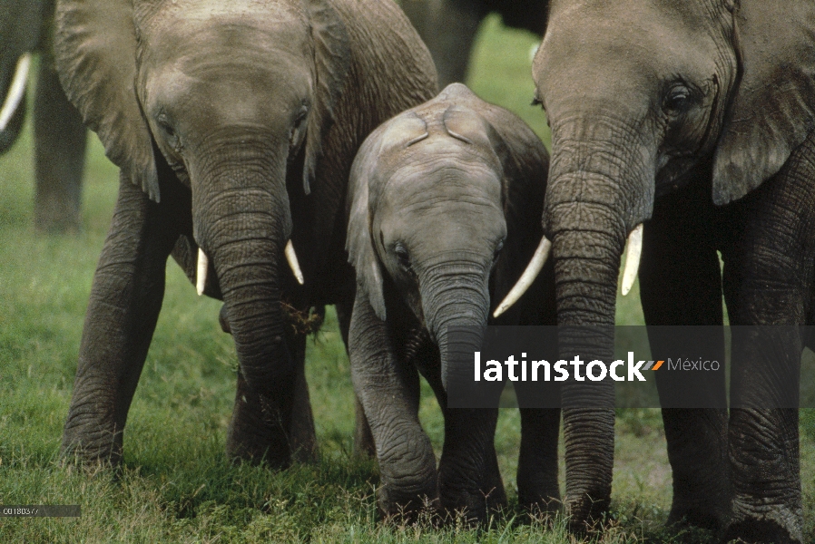 Grupo elefante africano (Loxodonta africana) y becerro, Parque Nacional de Etosha, Namibia