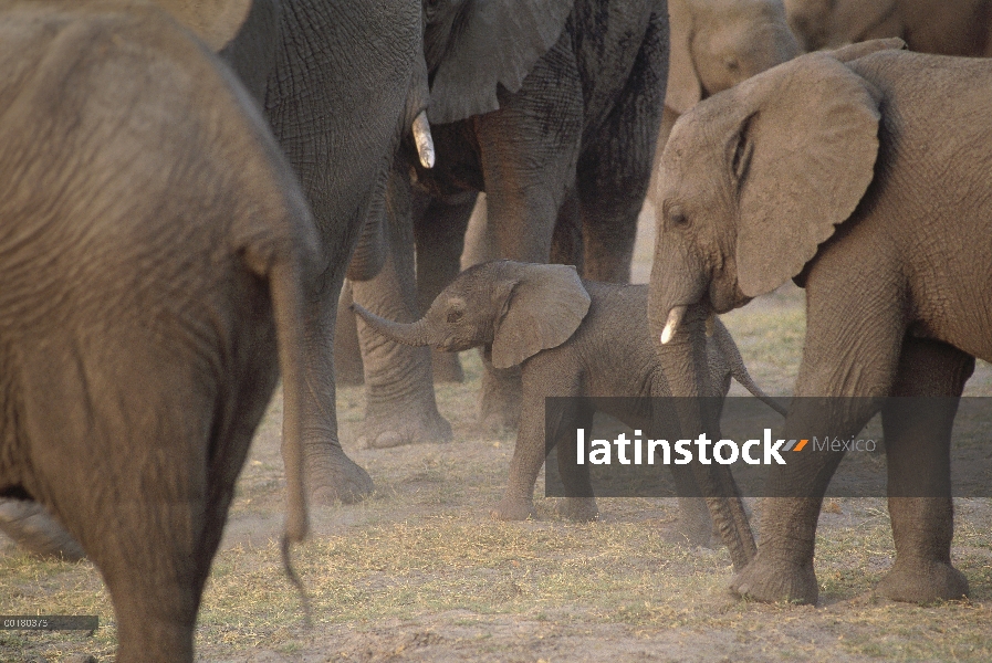 Grupo elefante africano (Loxodonta africana) y becerro, Parque Nacional de Etosha, Namibia