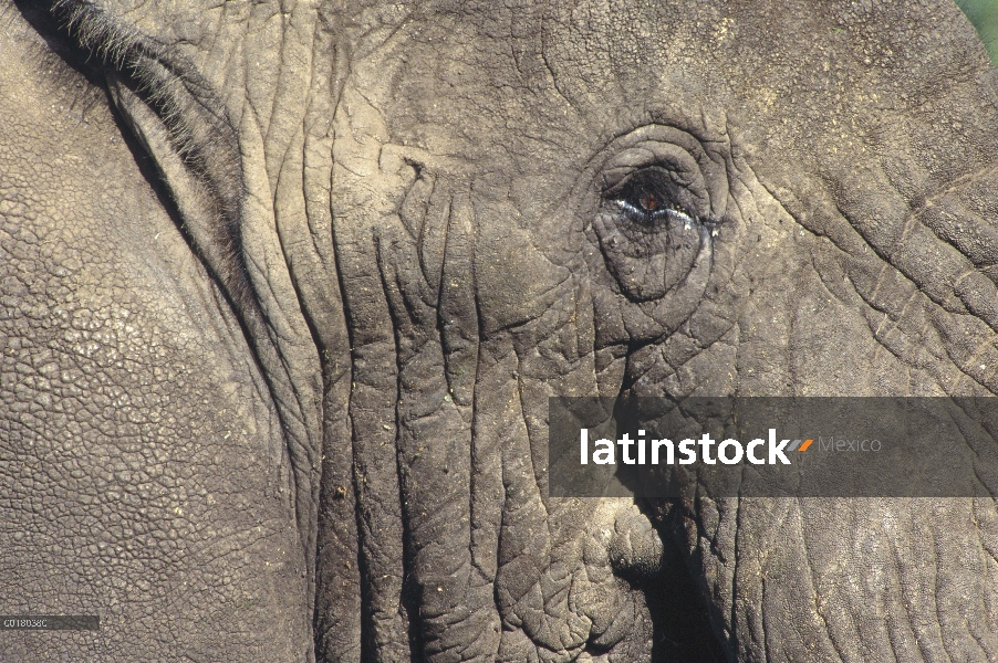 Ojo de elefante africano (Loxodonta africana), la África del este