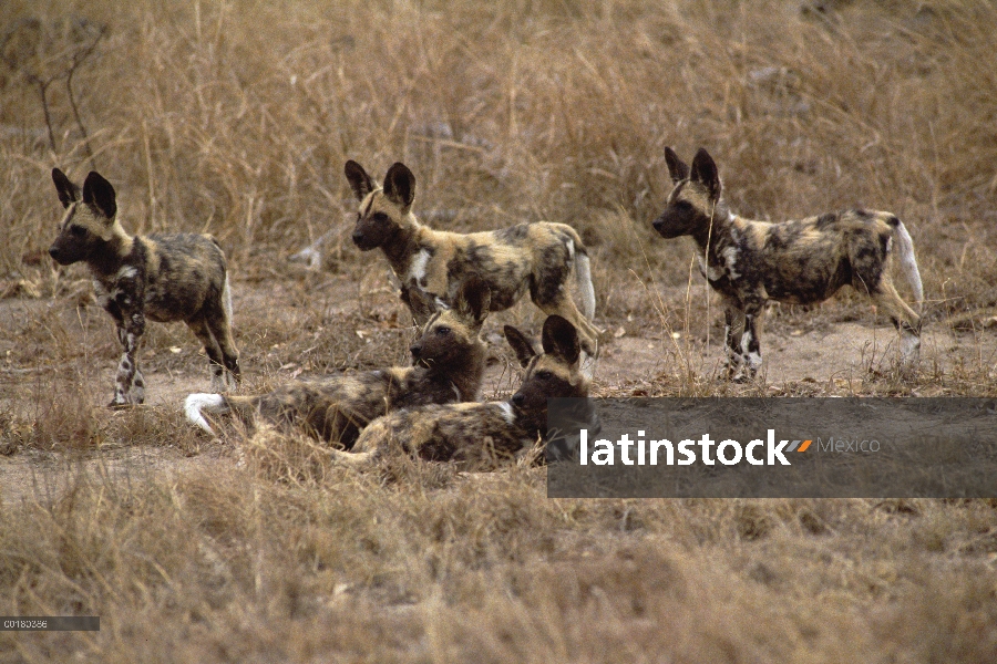 Grupo alerta de perro salvaje africano (Lycaon pictus), África