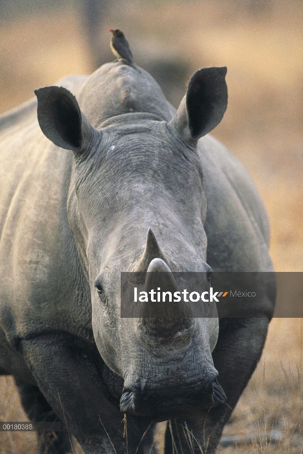 Blanco retrato de rinoceronte (Ceratotherium simum) con picabueyes (Buphagus sp), Sur África