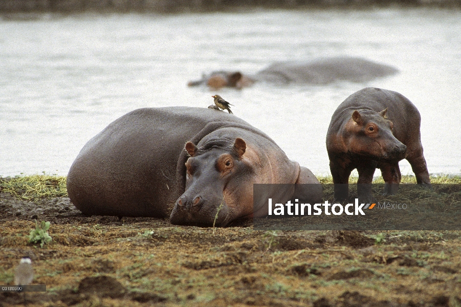 Hipopótamo (Hippopotamus amphibius) madre y joven descansando en la orilla del río con un pico rojo 