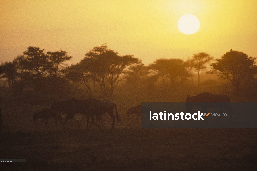 Azul grupo de ñu (Connochaetes taurinus) silueta en la puesta de sol, África