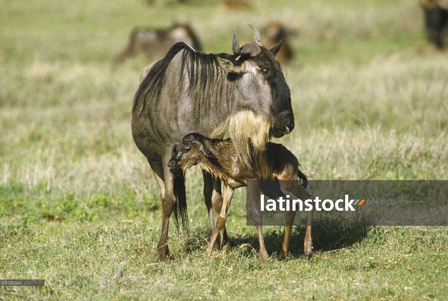 Azul el ñu (Connochaetes taurinus) y recién nacido, Kenia