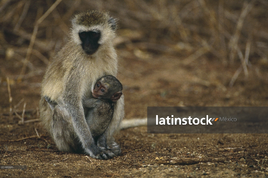 Cara negra madre de mono de Vervet (Cercopithecus aethiops) con el bebé, Parque Nacional de Manyara,