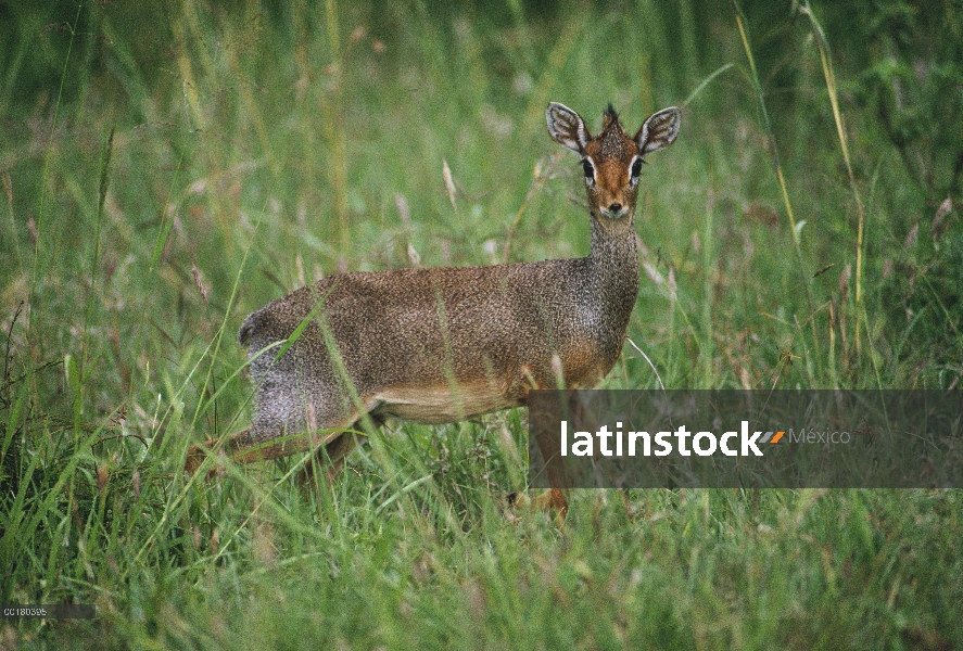 Duiquero de Kirk (Madoqua kirkii) en hierba alta, África