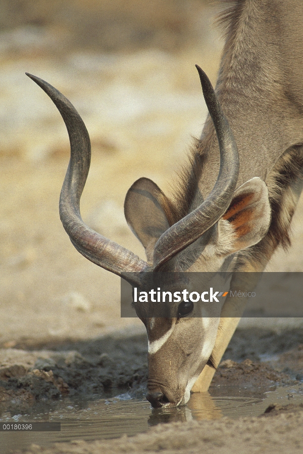 Mayor Kudu (strepsiceros de Tragelaphus) bebiendo agua, África