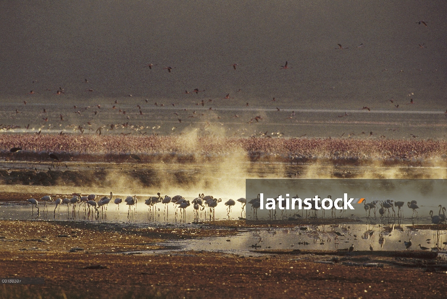 Menor bandada de flamencos (Phoenicopterus minor) acicalarse y alimentación al amanecer, lago Bogori