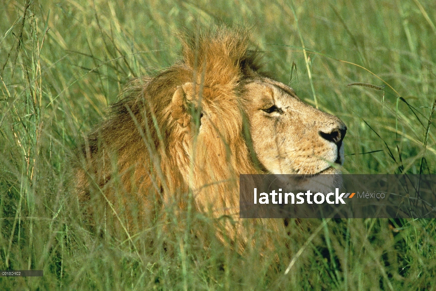 Retrato de León africano (Panthera leo) en hierba, Masai Mara, Kenia