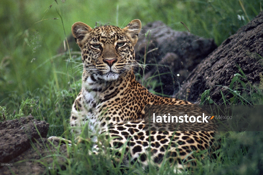 Mujer del leopardo (Panthera pardus) descansando en la hierba, Masai Mara, Kenia