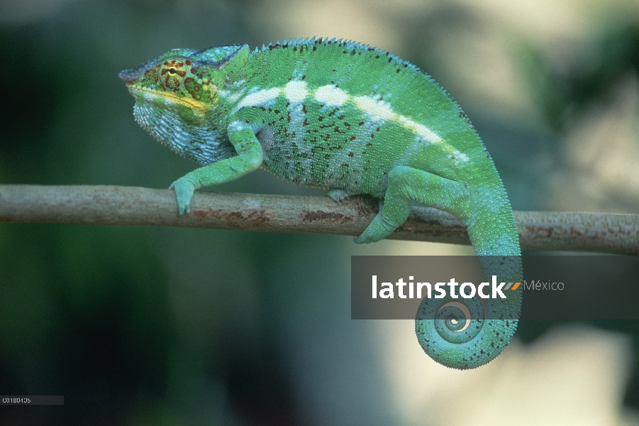 Camaleón Pantera (Chamaeleo pardalis) en la rama de árbol, Madagascar