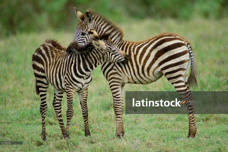 Cebra (Equus burchellii) madre y potrillo acariciando, cráter del Ngorongoro, Tanzania de Burchell