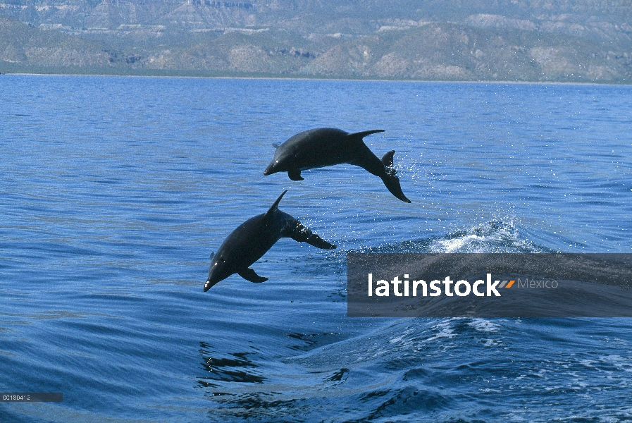 Par de delfines (Tursiops truncatus) de mulares saltando, Hawaii