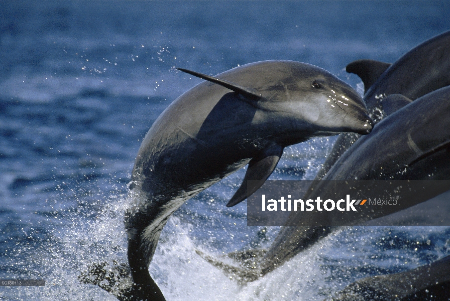 Delfín mular (Tursiops truncatus), salto, mar de Cortés, Baja California, México