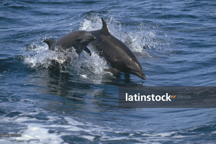 Tonina Delfín (Tursiops truncatus) par saltando, mar de Cortés, Baja California, México