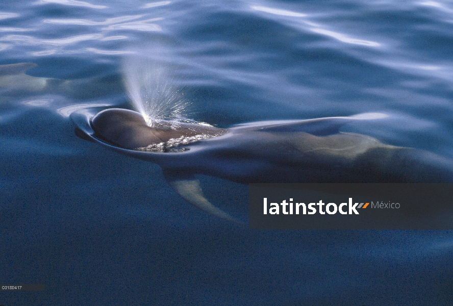 Aleta corta adulto de ballena piloto (Globicephala macrorhynchus) echa en chorro de agua superficie,