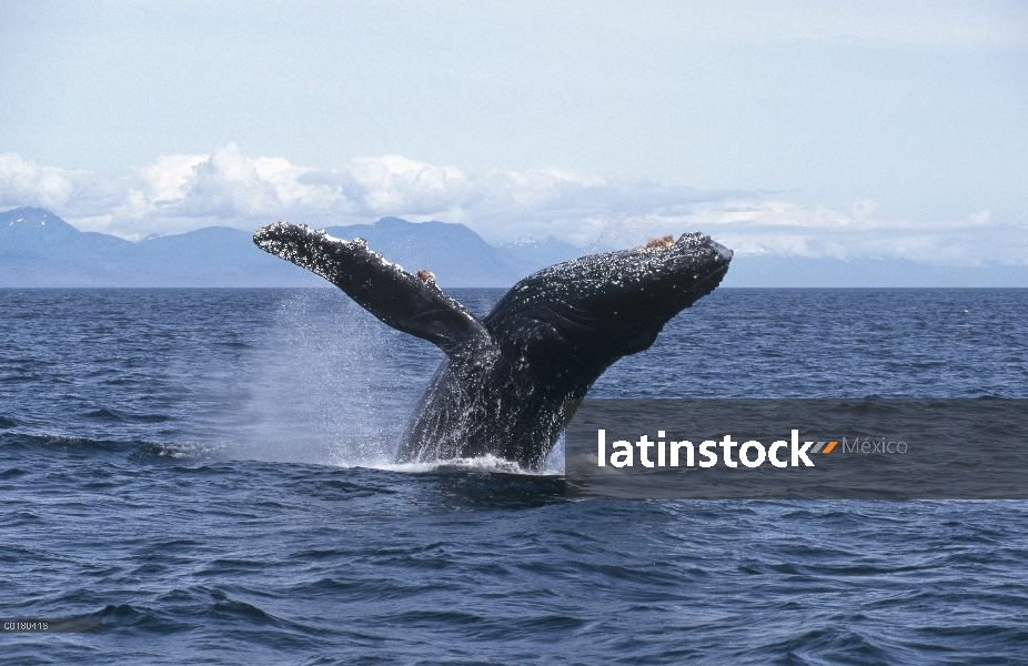 Ballena jorobada (Megaptera novaeangliae) violar, Frederick Sound, Alaska