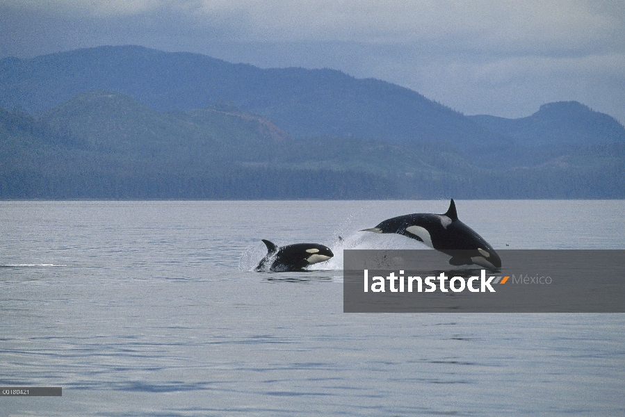 Madre de Orca (Orcinus orca) y jóvenes saltando a través de agua, sonido de Federico, Alaska