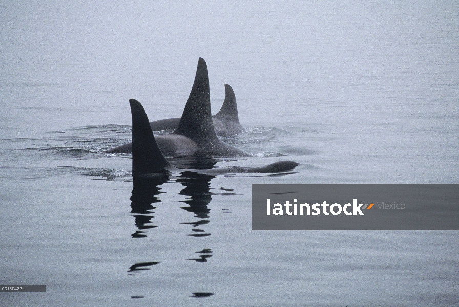 Vaina de Orca (Orcinus orca) de isla de Vancouver, Columbia Británica, Canadá