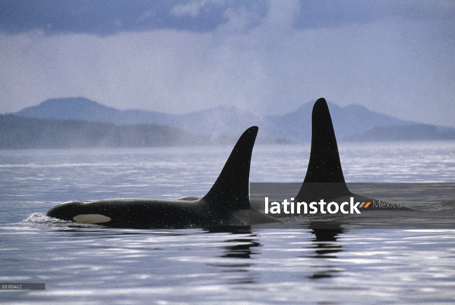 Par de Orca (Orcinus orca) superficie de la isla de Vancouver, Columbia Británica, Canadá