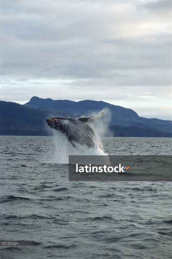 Ballena jorobada (Megaptera novaeangliae) violar, Frederick Sound, Alaska