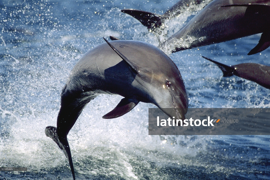 Delfín mular (Tursiops truncatus) cerca del grupo saltando, mar de Cortés, Baja California, México