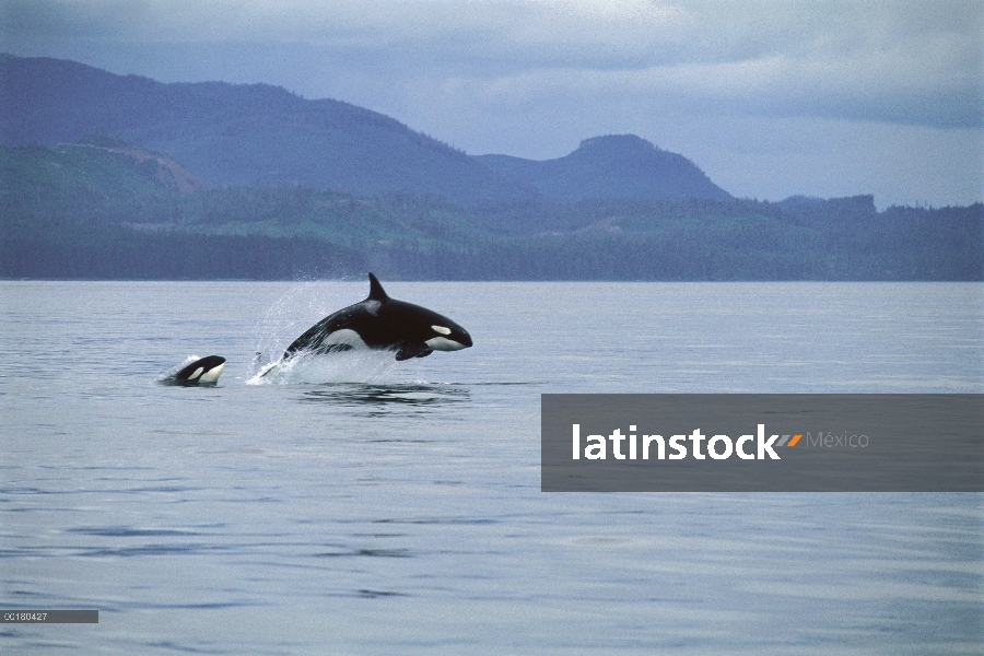 Madre de Orca (Orcinus orca) y becerro saltando a través del agua, Frederick Sound, Alaska