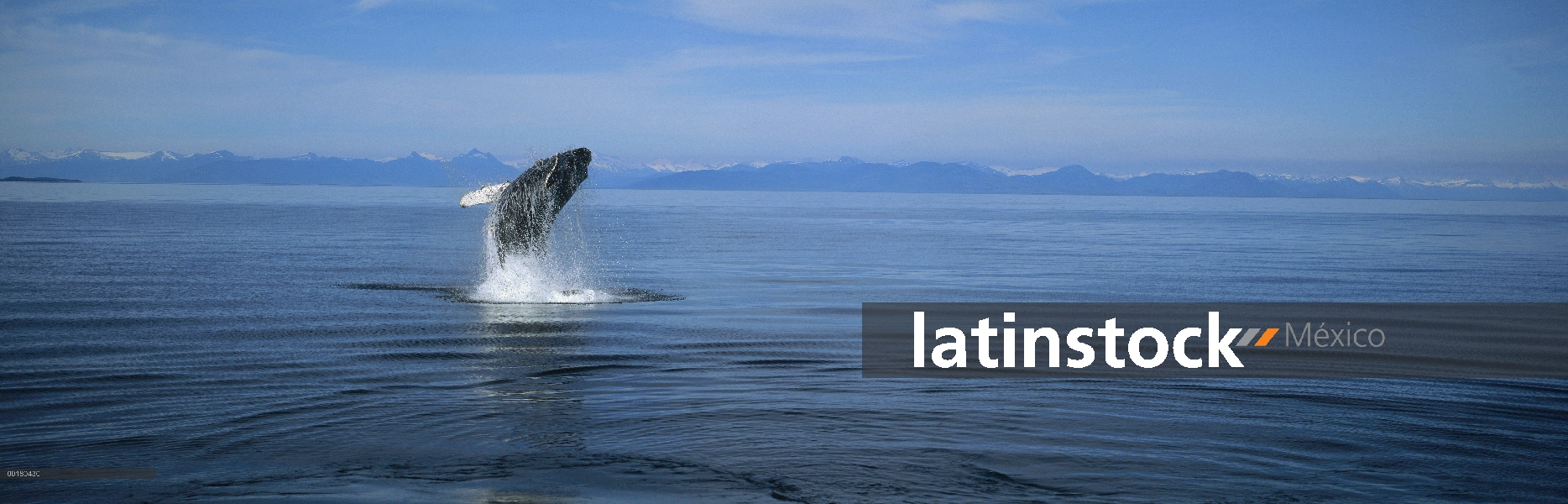 Ballena jorobada (Megaptera novaeangliae) violar, estrecho de Chatham, sureste de Alaska