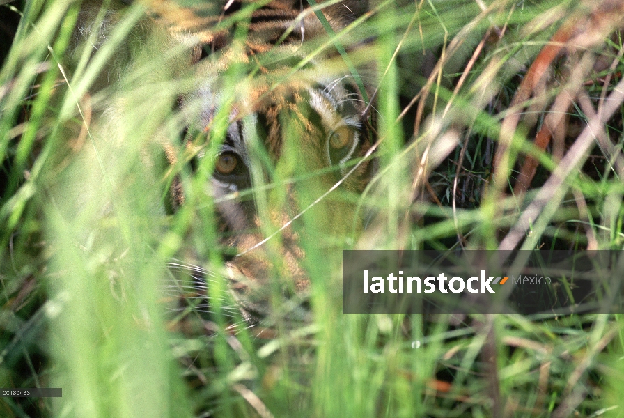 Tigre de Bengala (Panthera tigris tigris) oculto en la hierba verde, Parque Nacional de Bandhavgarh,