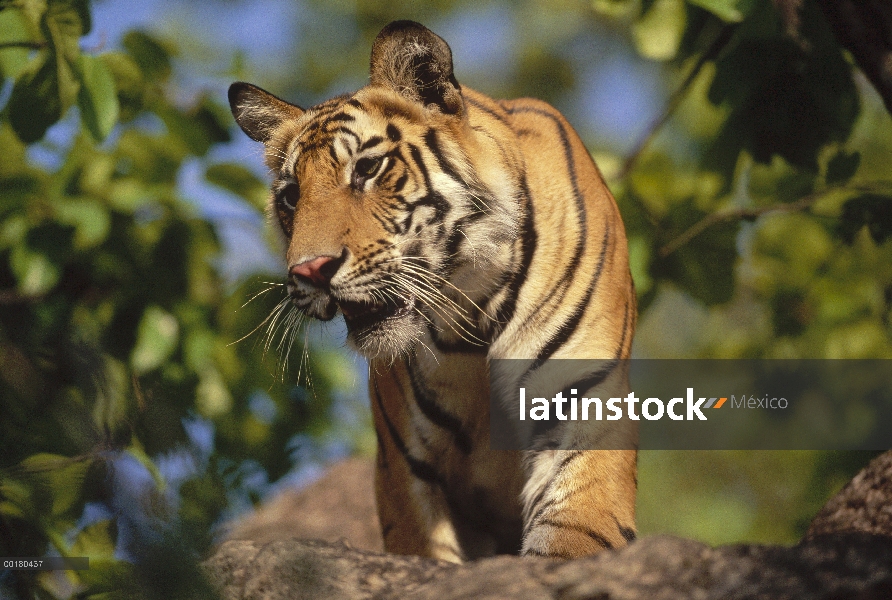 Juvenil de tigre de Bengala (Panthera tigris tigris), Parque Nacional de Bandhavgarh, Madya Pradesh,