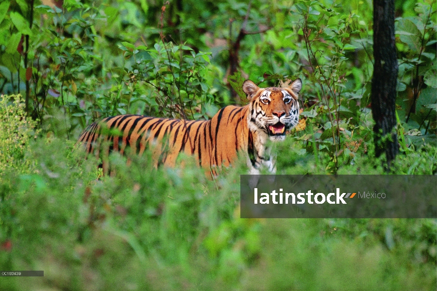 Pie de tigre de Bengala (Panthera tigris tigris) en los árboles, el Parque Nacional Kanha, Madhya Pr