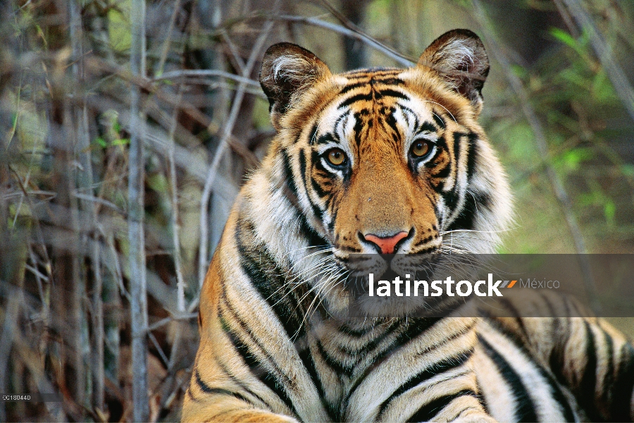 Retrato de tigre de Bengala (Panthera tigris tigris), Parque Nacional de Bandhavgarh, Madhya Pradesh