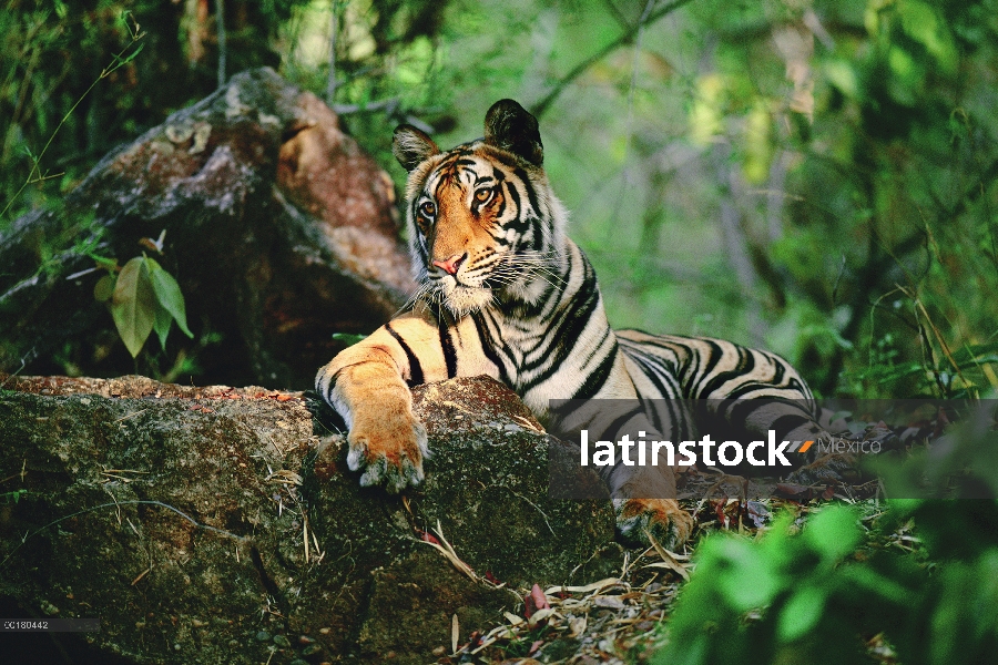 Tigre de Bengala (Panthera tigris tigris) descansando sobre troncos, Parque Nacional de Bandhavgarh,