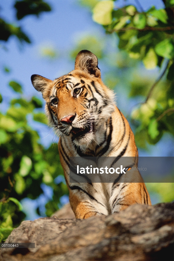 Tigre de Bengala (Panthera tigris tigris) mirando hacia abajo, el Parque Nacional Bandhavgarh, Madhy