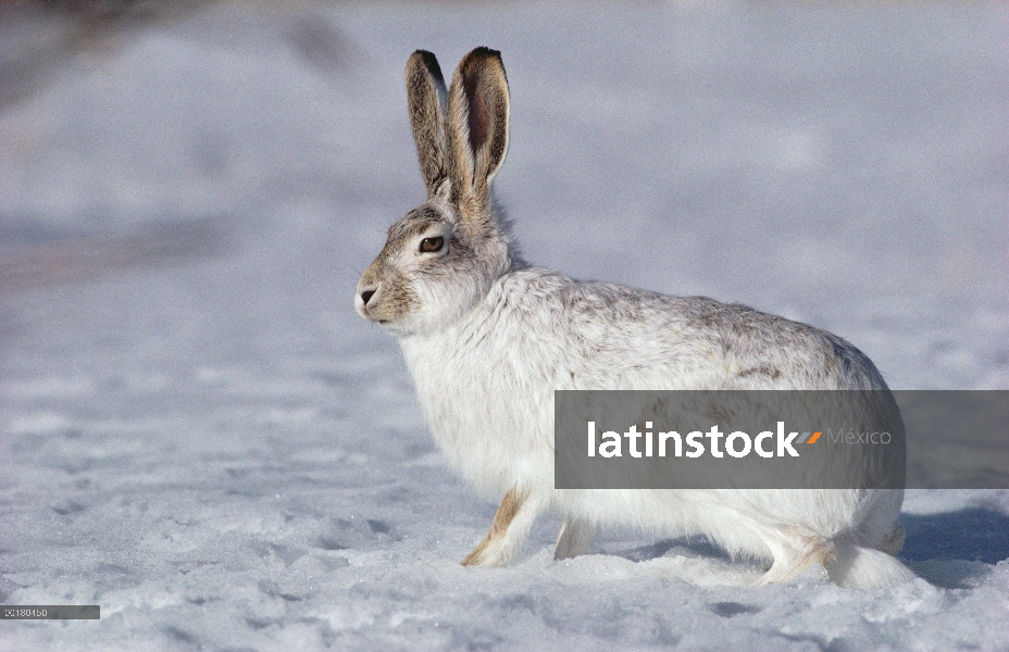 Raquetas de nieve liebres (Lepus americanus) en invierno, Canadá