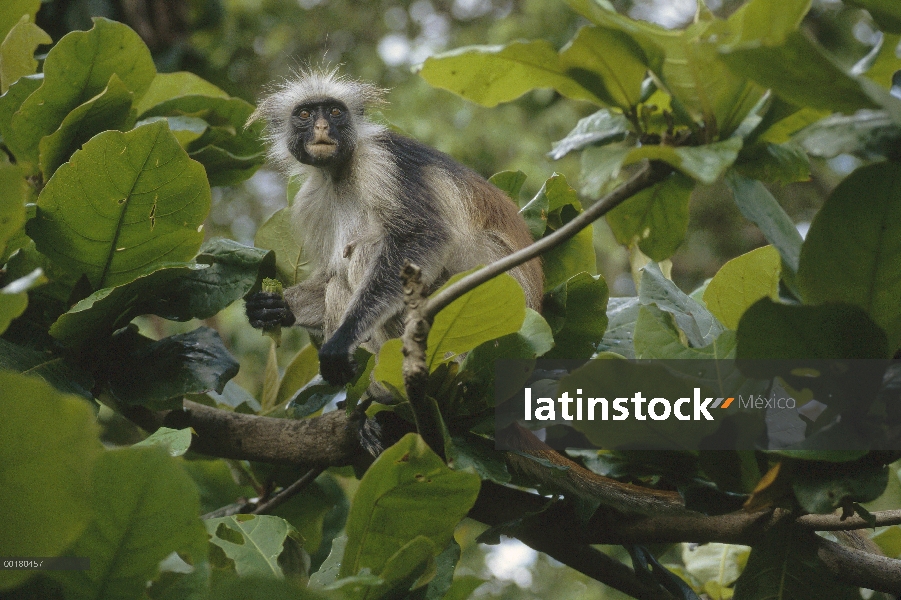 Western Red Colobus (Procolobus badius) alimentándose de hojas de árbol, Zanzíbar, Tanzania