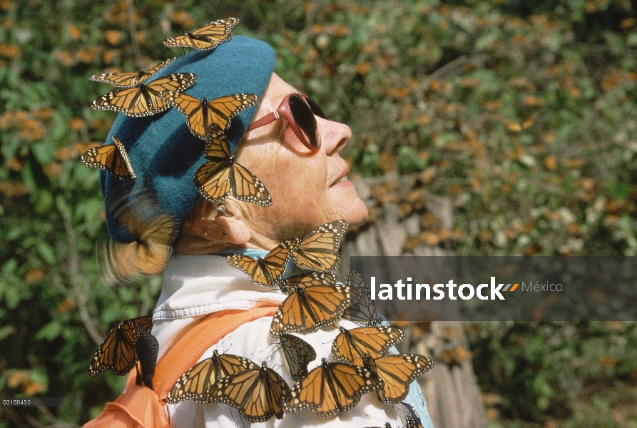 Grupo de mariposa monarca (Danaus plexippus) perchas en un turista, El Rosario Santuario de la marip