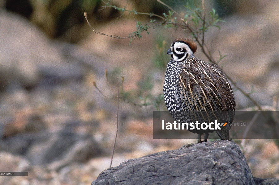 Retrato de la codorniz Moctezuma (Cyrtonyx montezumae), América del norte